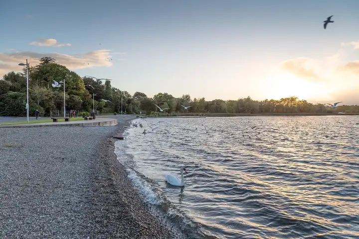 Ein Schwan am Kiesufer von Dromineer bei Sonnenuntergang, darüber Möwen und dahinter der Uferweg.