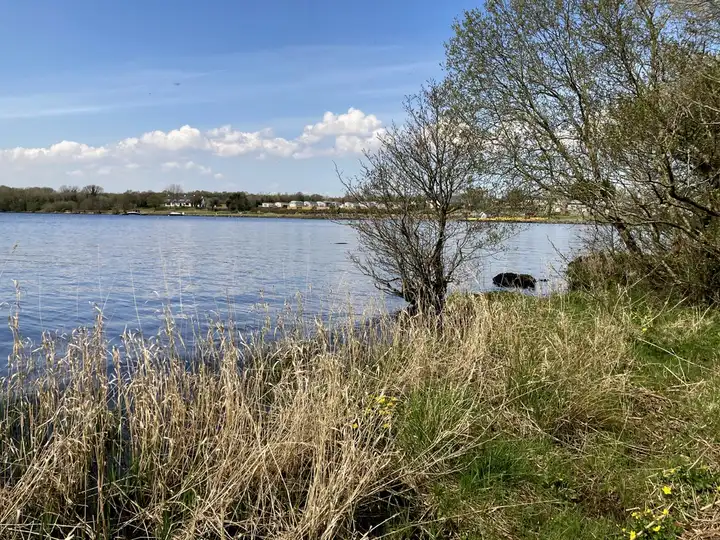 Dry reeds and a grassy bank edge the blue lough at Muckross, with bare trees on the right and low white buildings along the far shore.