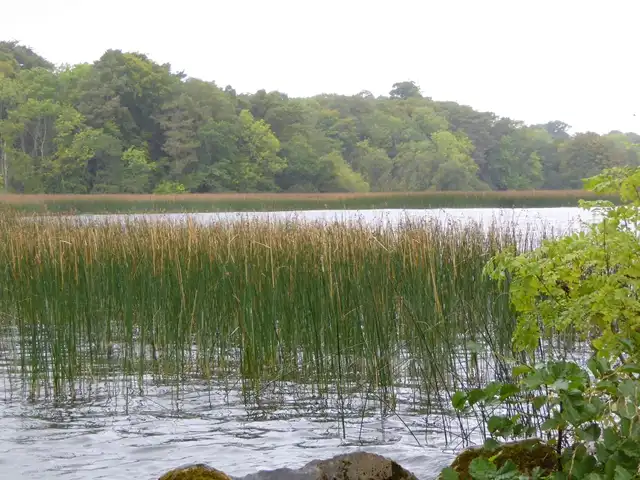 Hoog riet in het ondiepe water aan de westkant van Youghal Bay, met bos langs de overkant.