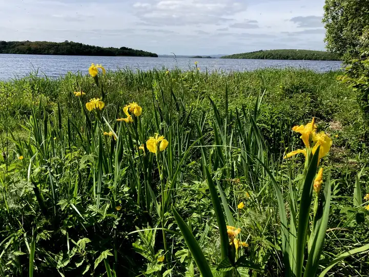 Yellow flag irises bloom in the long grass on the Castle Archdale shore, with the lough and wooded islands behind.