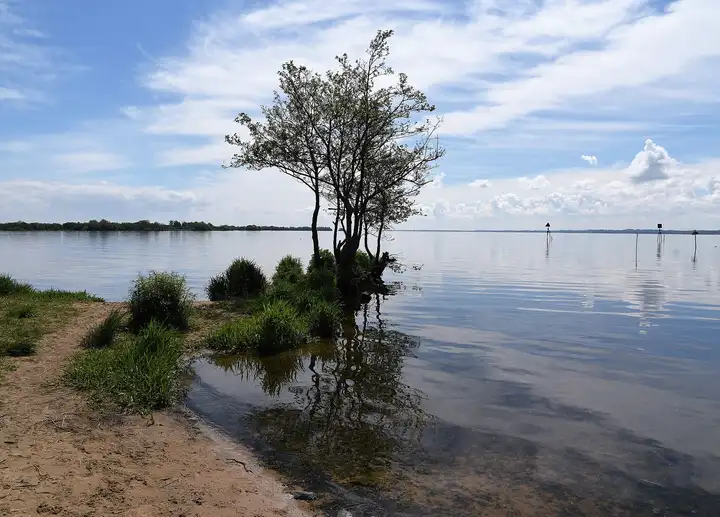 A lone tree stands in the shallows of Lough Neagh at Toome, reflected in the still water, with navigation marks out on the lough and a sandy path along the shore.
