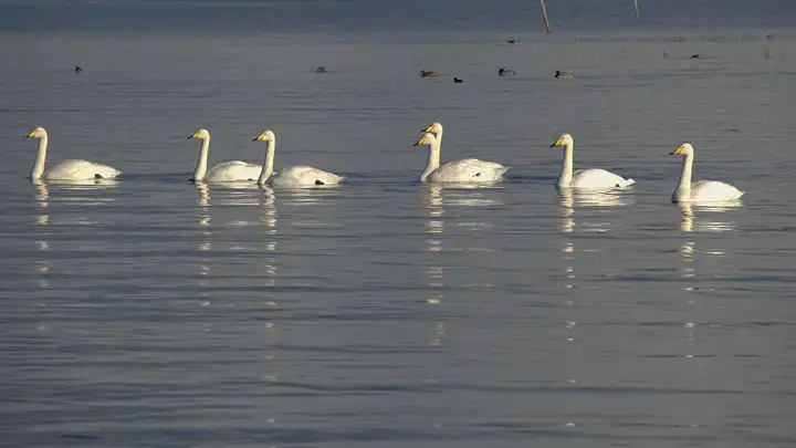 A line of whooper swans swims across the calm grey water of the bay at Maghery.