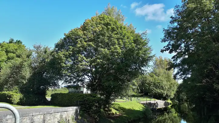 A large tree in full leaf shades the grassy bank at Enfield Harbour, with railings and a stone edge by the water on the right and a low wall in the foreground.