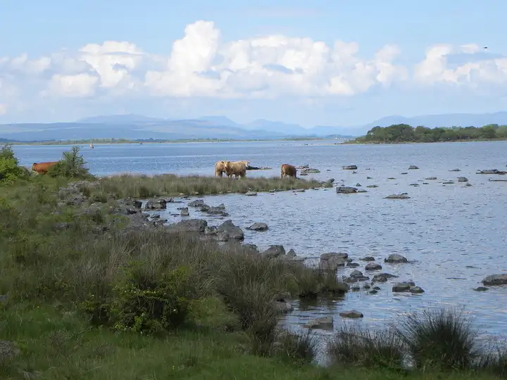 Cattle on the rocky lakeshore near Knockferry, with boulders scattered through the shallows, a navigation mark, a wooded island and mountains on the horizon.