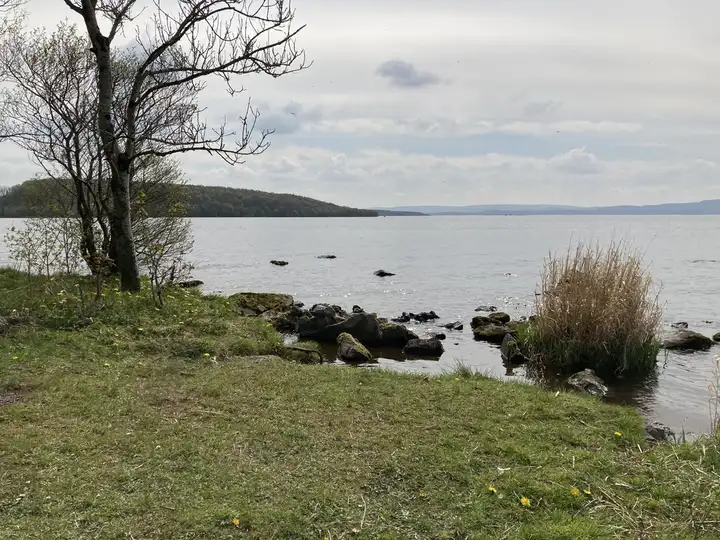 Rocks and a tuft of reeds rise from the water along a grassy shore near Muckross, with the wide lough stretching to a wooded hill and distant mountains.