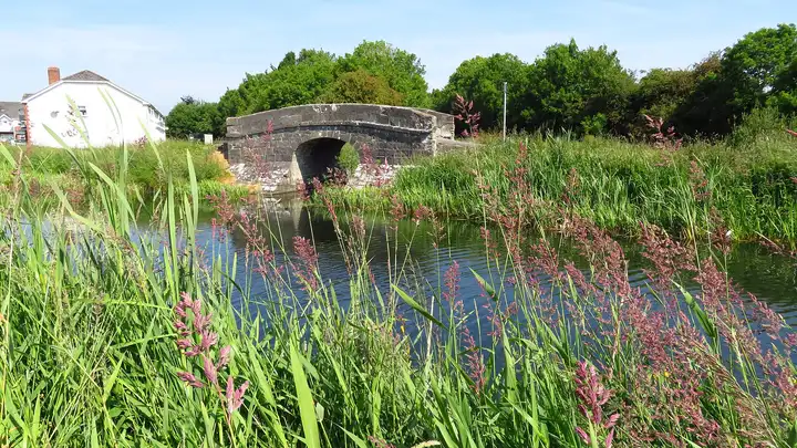 Pink-flowering grasses and reeds frame the feeder channel from Lough Owel as it passes under a small stone bridge at Mullingar, with a white house beyond.