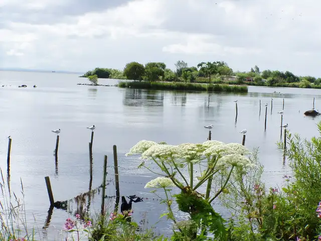 Meeuwen zitten op houten palen in het ondiepe water van Lough Neagh bij Ballyronan, met een beboste landtong met riet erachter en witte bloemen op de voorgrond.