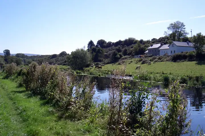 La Barrow Navigation près de Borris sous un ciel dégagé, avec des roseaux au premier plan, des chevaux qui paissent et des maisons sur la colline.