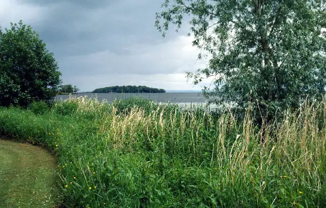 Low, wooded Coney Island lies out on Lough Neagh under dark clouds, seen past tall grasses and trees on the shore of Maghery Country Park.