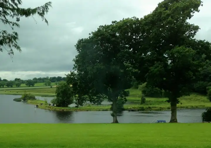 Große Bäume auf einem gemähten Rasen über einer Biegung des River Erne bei Killyhevlin, am anderen Ufer grasen Rinder.