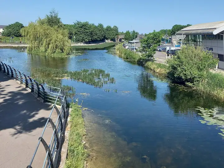 Under a clear blue sky, the wide water of Duke's Harbour in Maynooth is dotted with reeds and lily pads, with a weeping willow on the left, the railway station on the right and a stone bridge in the distance.